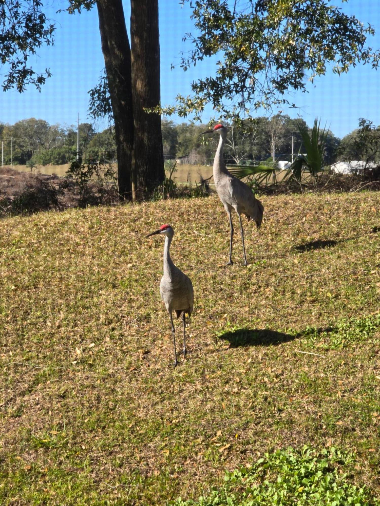 Home Away From Home Mount Dora Εξωτερικό φωτογραφία